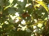 キイロスズメバチの交尾