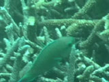 ブダイの摂餌行動