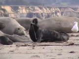 ゾウアザラシの出産