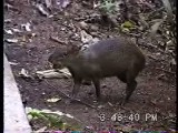 アグーチの貯食行動