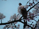 ヒヨドリの採蜜行動