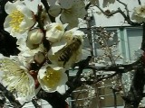 ウメの花に来たニホンミツバチ