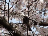 ヒヨドリの採蜜とスズメの盗蜜