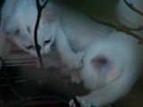 子猫のじゃれ合い