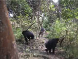 チンパンジー、アカコロブスに追われる