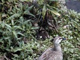 休息するヒナのそばであたりを警戒するカルガモの親