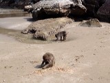 幸島のサルの麦洗い行動