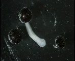 プラナリアのふ化