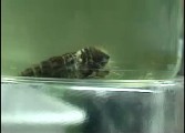懸濁物を取り込んで食べているイボウミニナ