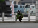 青葉をまとったミノムシ
