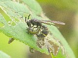 クルミハムシの幼虫を狩るハラナガハムシドロバチ