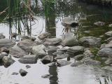 カワセミの捕食行動１