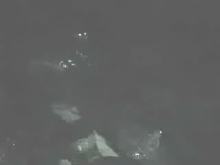 カジカガエルの闘争１：鳴き交わし