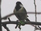 青虫を食べるシジュウカラ