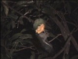 マンゴーの果実の外皮を取り除くコバナフルーツコウモリ