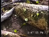 ハキリアリの採集行動２．葉の運搬