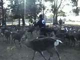 奈良公園の鹿寄せ