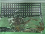 キクメハシリグモの捕食映像