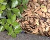 ムラタヒゲナガハリバエの産卵と寄主の防衛