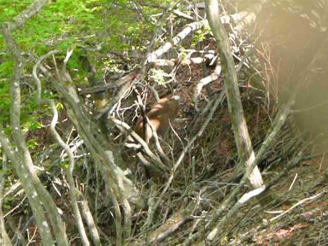 ニホンジカによる若葉の採餌