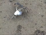 ハクセンシオマネキを捕食するヒメアシハラガニ