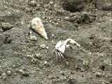 両方のハサミ脚が巨大化したハクセンシオマネキ(1)