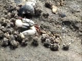 両方のハサミ脚が巨大化したハクセンシオマネキ(2)