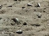 ハクセンシオマネキの表面交尾