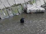 カラスの水浴び
