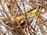 カワラヒワの採餌