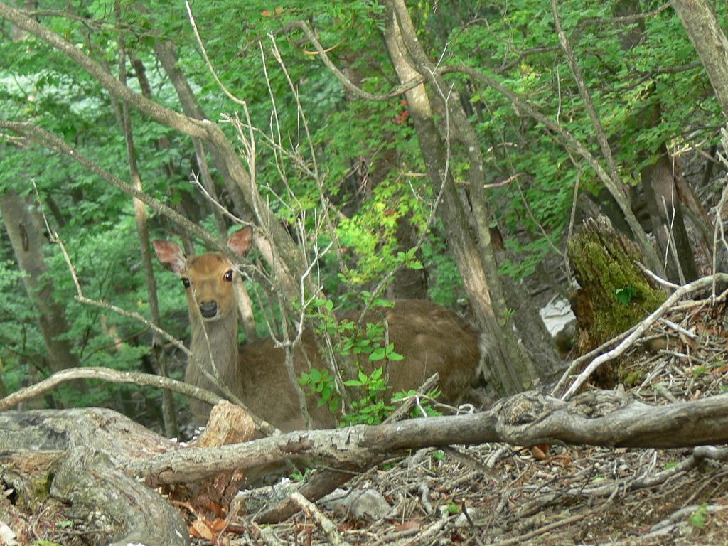 ニホンジカの歩き方−警戒時および通常時−