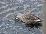 カルガモの採餌２