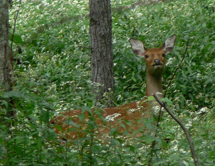 フッキソウを食べるニホンジカ