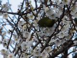 梅の花の蜜を吸うメジロ