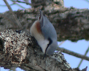 ゴジュウカラの採餌