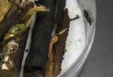 ヒラタヤスデの雄親による抱卵