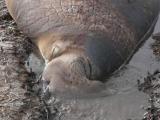 キタゾウアザラシの睡眠