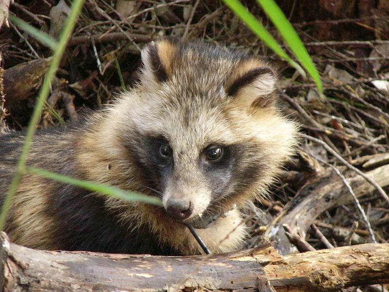 放獣映像からみるタヌキの歩き方、走り方