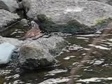 ツグミの水浴び