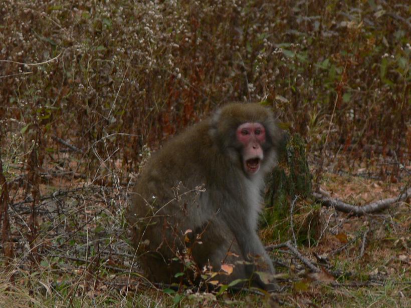 サルの群れの移動とサルの歩き方