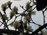 花びらを食べるヒヨドリ