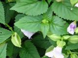 トラマルハナバチの採蜜行動
