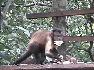 可能な限りの食物をくわえるフサオマキザル