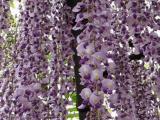 藤の花から採蜜するクマバチ