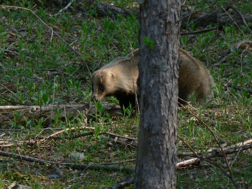 アナグマの歩き方