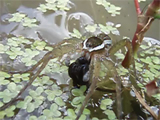 スジブトハシリグモがオタマジャクシを捕らえたが．．．