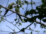インコの求愛
