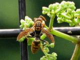 ヤブガラシで吸蜜するアシナガバチ