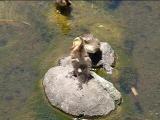 羽づくろいするカルガモのヒナたち