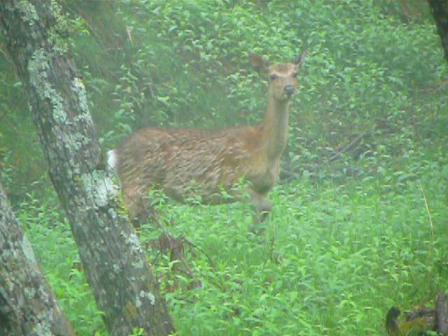 母ジカの威嚇
